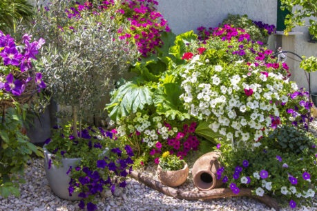 Ogródek z donicami pełnymi kwiatów petunii, powojników