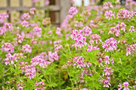 pelargonia o pachnących liściach, anginka