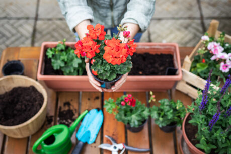 Doniczka z pelargonią trzymana w dłoniach nad stołem z donicami, ziemią, sekatorami