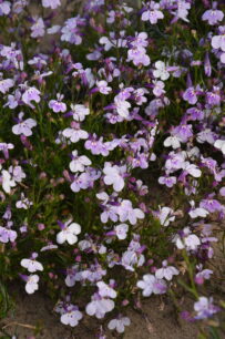 jasno fioletowa lobelia