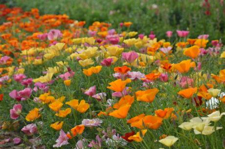 kolorowe poletko maczka kalifornijskiego- kwiaty żółte, pomarańczowe, różowe