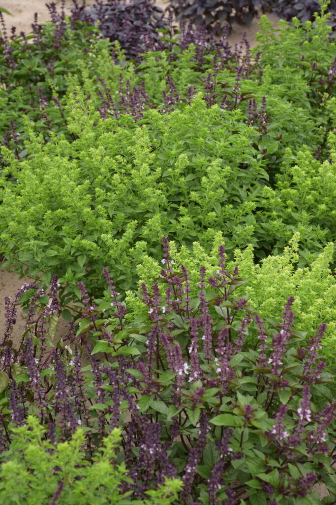 mieszanka bazylii-zielonej i fioletowej z kwiatami