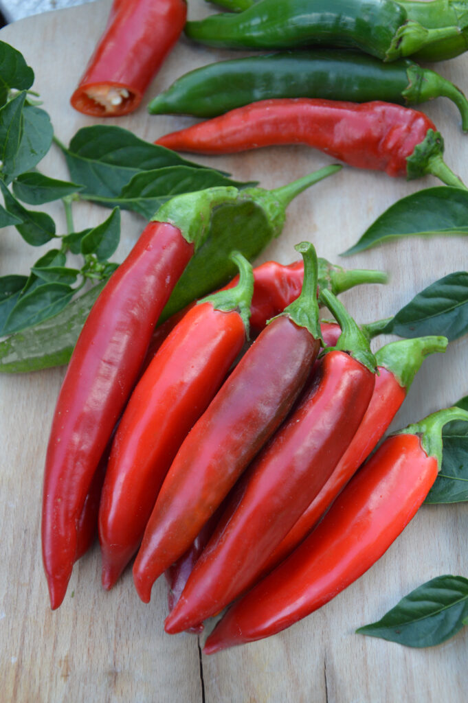 czerwone papryki chili czyli położone na jasnym drewnie, w tle liście i zielone papryczki