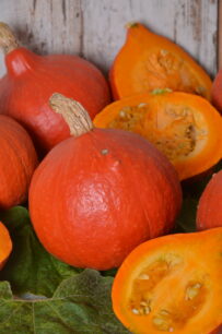 pomarańczowa dynia uchiki kuri